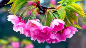 НЕВЕРОЯТНО КРАСИВАЯ МУЗЫКА ДЛЯ ДУШИ - МОЙ МАЛЕНЬКИЙ ЭДЕМСКИЙ САД! 🎵 МУЗЫКА ДЛЯ СНА И РЕЛАКСАЦИИ