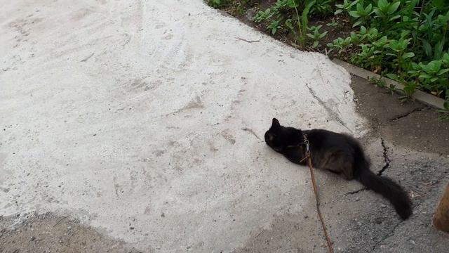 Котик Мишка в крапиве.