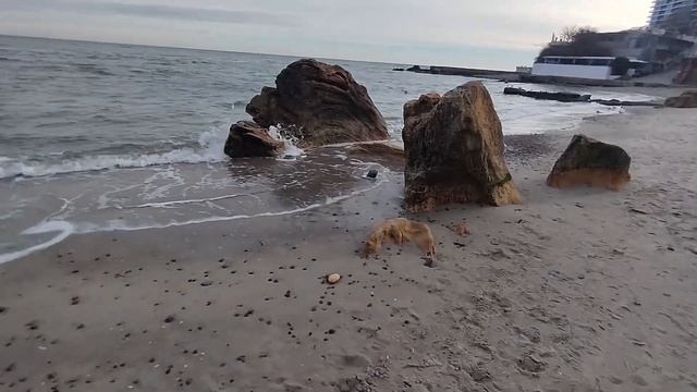 Одесса ⚓ #уЧерногоМоря ✨ Декабрь 2024 смотреть онлайн