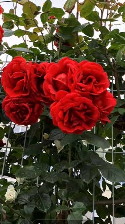 Стена из роз🌹🌹🌹🌹🌹🌹🌹