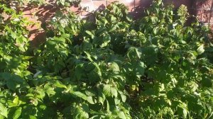 Ремонтная  малина Бабье лето. Сколько лет можно выращи