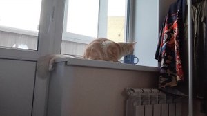 Мейнкун