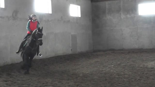 Фризский жеребец от Doaitsen 3 года 170 вх.