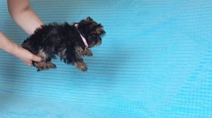 Очаровательная девочка Йоркширского терьера