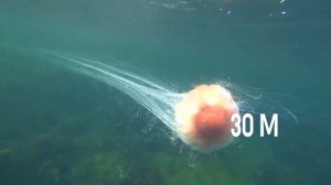 Самые Большие Существа Океана! ТОП 5 Гигантов Морских ?