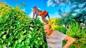 СМЕХОТА! Люська ВОТ ТАК с головы Влада собирает сладкую шелковицу)))