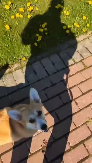А что для вас счастливая прогулка с собакой?😊