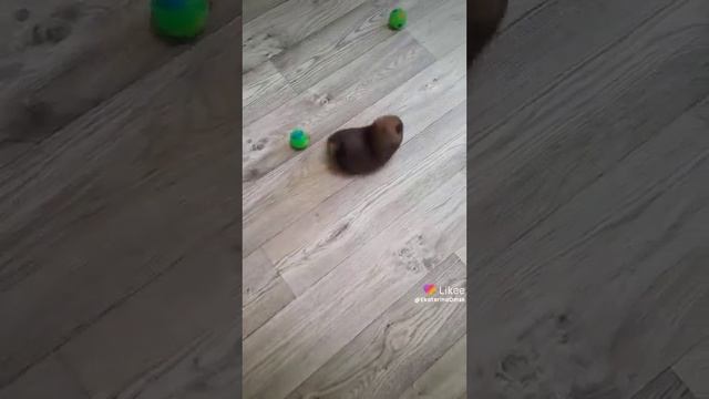 Миниатюрный мальчик шпиц