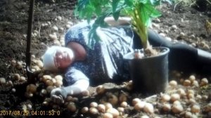 рЫма чек и Люба мукбанг  ,, ситцевая  ,, - одна пыхтит ...другая голову чешет ...