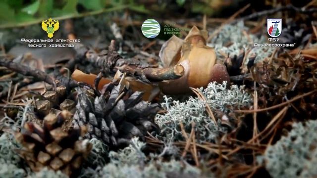 Берегите лес! смотреть онлайн