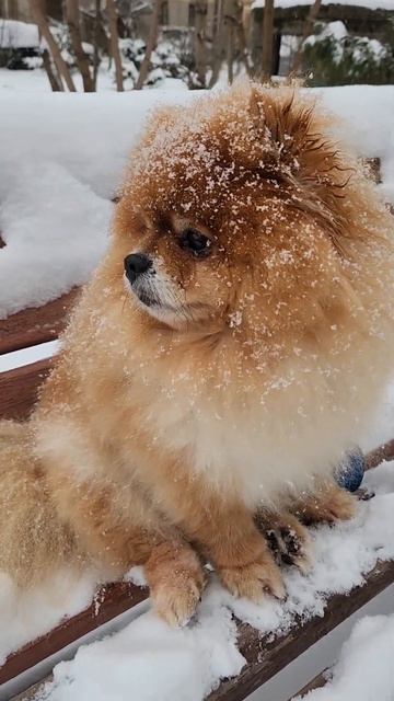 Шпиц в снегу