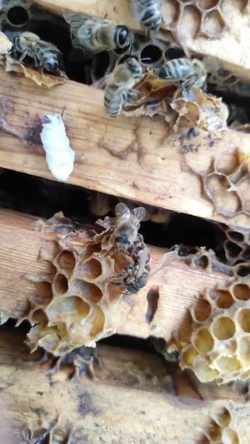 Как пчёлы ухаживают за новорожденной маткой смотреть онлайн