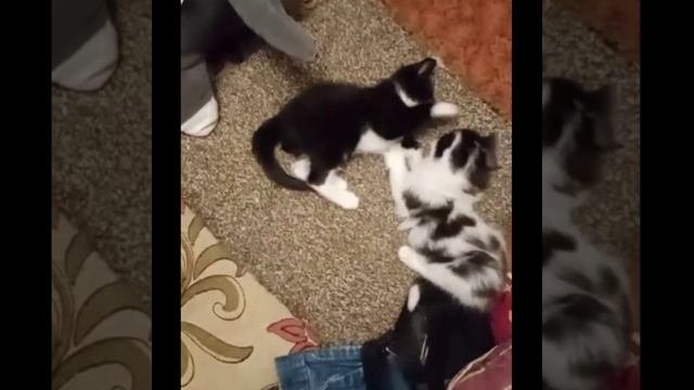Котята