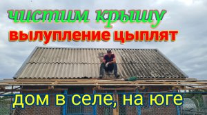 Дом в селе, на юге. Чистим крышу. Вылупление цыплят Нью-Гемпшир.