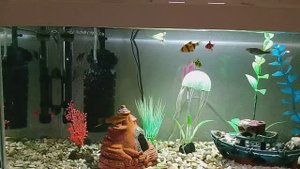 Мои питомцы рыбки🥰