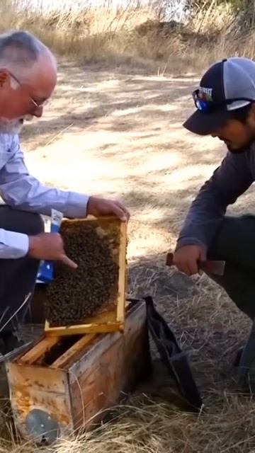 Пчелосемья как единица селекции смотреть онлайн