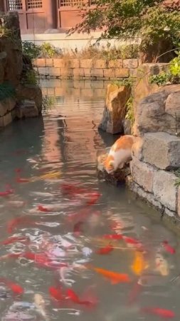 Cat Catches a Fish with One Jump! 🐱💦🐟