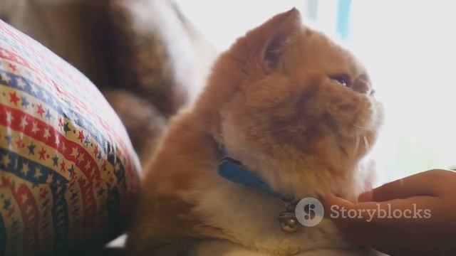 Топ-10 популярных пород кошек в казахстане смотреть онлайн