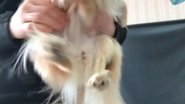 Веселый шпиц на прогулке смотреть онлайн