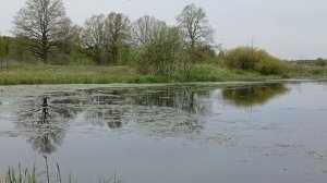 Карасиный нерест