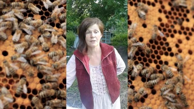 Причины массовой гибели пчел в Украине, Донецкая область смотреть онлайн
