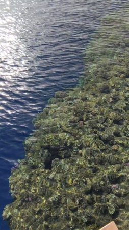 Прозрачная красота Красного моря.