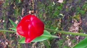 MIRACLE red flowers🌸🌸🌸magic🌺Squirrels🐿️🐿️🐿️lunch🌰🌰🌰цветение сакура жасмин белки