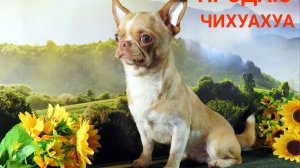 #ЦЕНА_чихуахуа 25 тр #купитьщенкачихуахуапродаю 89215950848 ЗДОРОВЫЕ щенки из Ленинградской области
