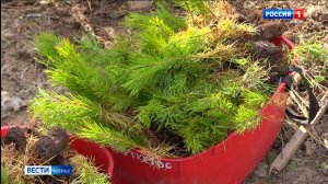 В Коми высадят 450 тысяч молодых деревьев