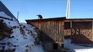 Пёс Бача - альпинист.