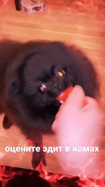 Топ эдит про померанского шпица #мемы #эдит #собака смотреть онлайн