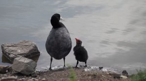 Лысухи.. 2021 год.