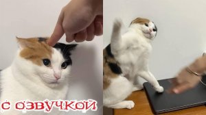 Приколы с котами! С ОЗВУЧКОЙ! Смешные коты! Самые смешные животные! 2025!!!