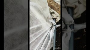 Первый раз посадила сама помидоры, перец, огурцы. Сделали самодельный парник ❤👍😊