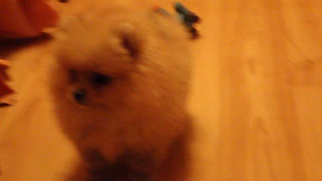 MVI 0523Девочка померанский шпиц 2 мес. смотреть онлайн