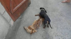 эпичная схватка таксы и лисы