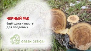 Черный рак
