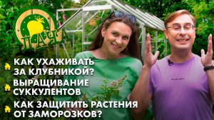 Выращивание суккулентов | Уход за клубникой | Как защитить растения от заморозков? Дача