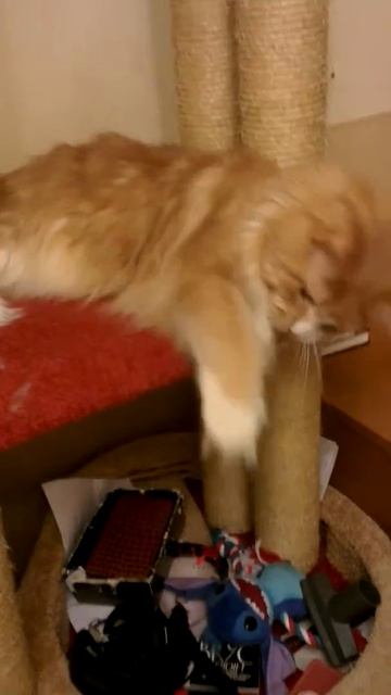 Мейнкун ТВ: Медвежонок Барни) смотреть онлайн