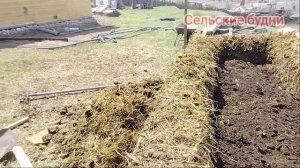 Сибирь, садим огурцы на навозе