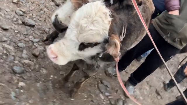 МОЛБОЗОРИ ПАХТАБОД РЕГАР НАРХИ ГОВИ ГУСАЛАДОР ВА ШИРТЕ САВДО АВЖБА 26 февраля 2023 г.