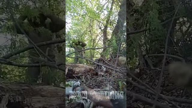 🤙 Сумское направление, кучно идут. смотреть онлайн