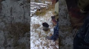 Как забить петуха