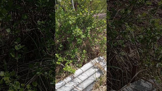 перспективы заболоченного участка