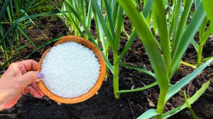 Чеснок больше НЕ ЖЕЛТЕЕТ 1 раз вносим в мае. Срочно вносим под чеснок рабочее средство