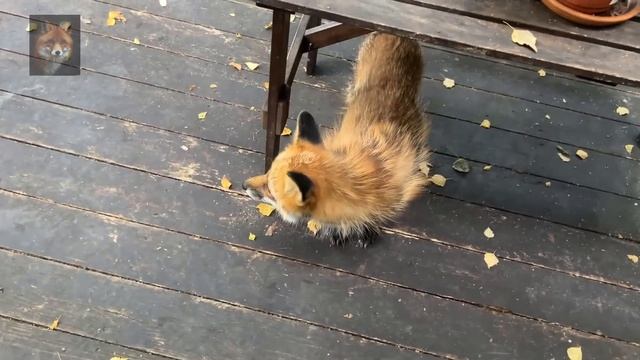 Алиса Лиса-Alice the Fox (Линяющий Шнурок) смотреть онлайн