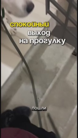 Спокойный выход на прогулку это реально ⬇️