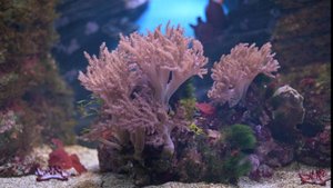 Рассказ об Океанариуме