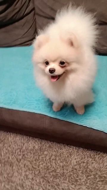 шпиц. Доброе утро