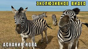 Заповедник "Аскания-Нова" - сколько стоит, где остановиться и общие впечатления. Херсонская область
